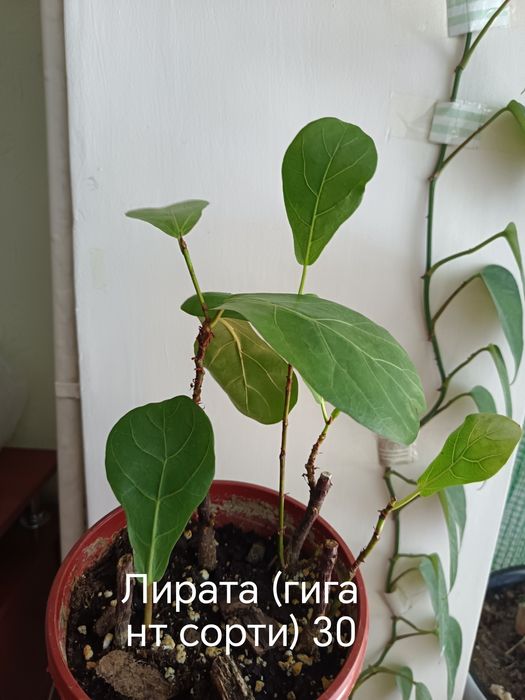 Бошка эьлонларимниям куринг