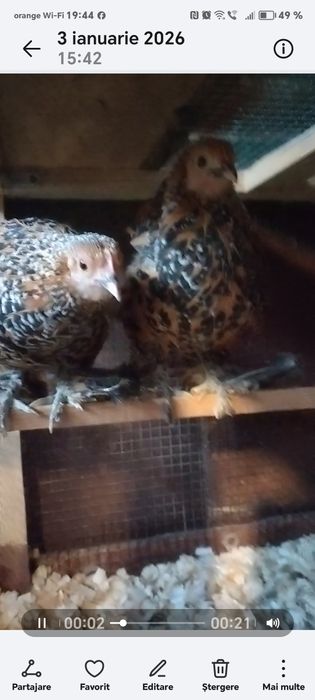 Mii de flori porțelan