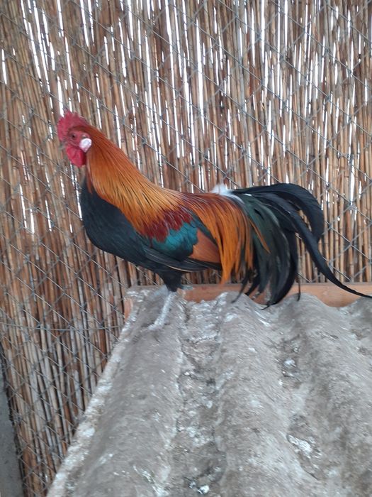 Cocosel pitic de rasa.