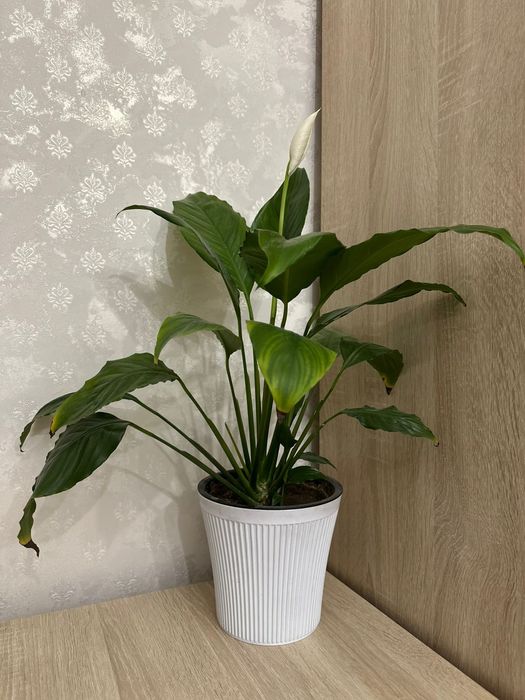 Продам цветы разных видов.