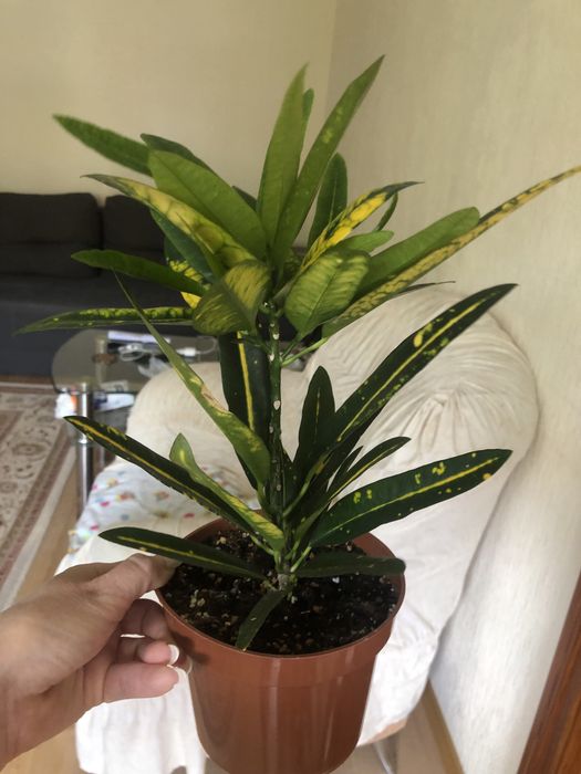 Продам кротоны , разные сорта