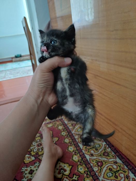 Отдам котёнка девочка