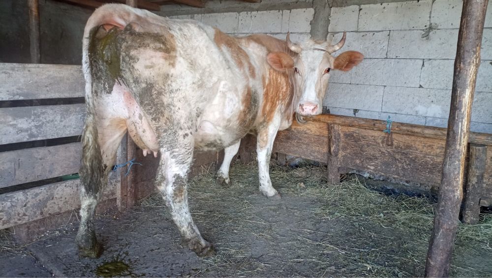 Vand vaca la al doilea vitel!