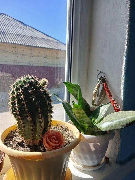 Цветы домашние комнатные