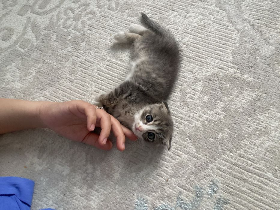 Шотландский кошка