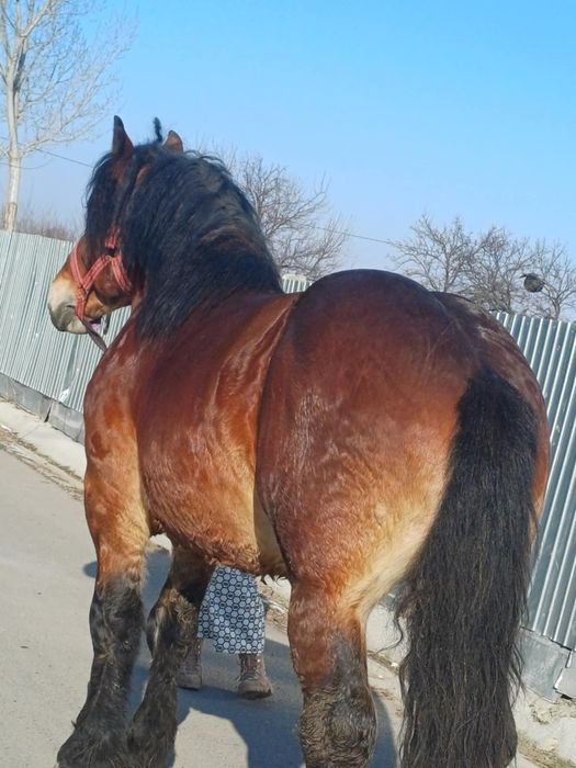 De vânzare cal armăsar învârstă de trei ani