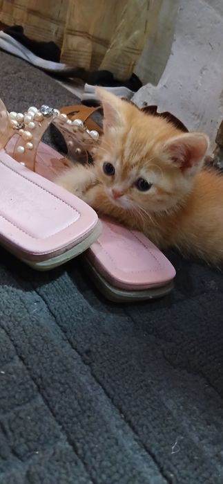 Продаются Котята