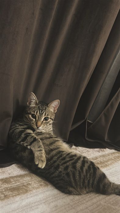 Отдам котенка в добрые руки