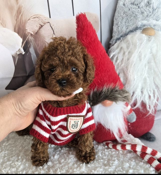 Пудел тийкъп ,пудел той с родословие