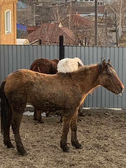 Продам тай на откорме