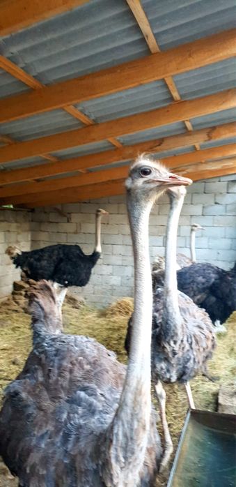 Продаётся страус