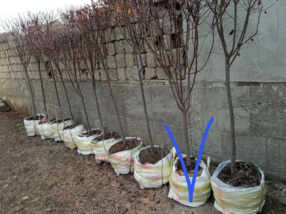 Ландшафтный дизайн, садовник газон арча ёлка  Уборка Благоустройство