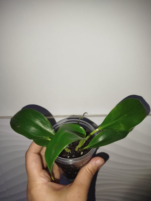 Feladendron birkin detkasi