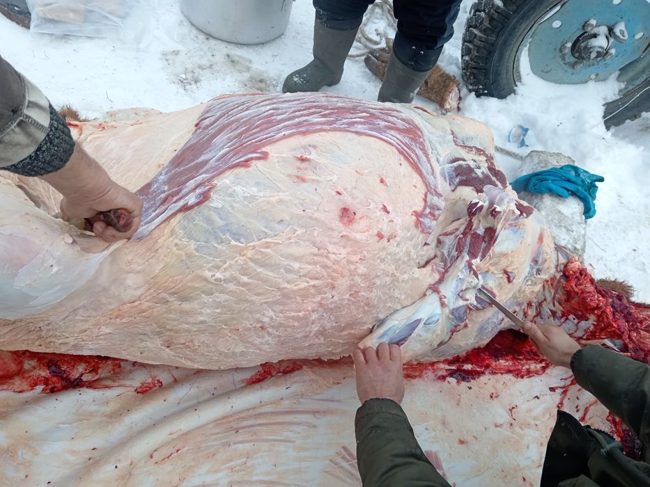 Соғым сатылады дайын