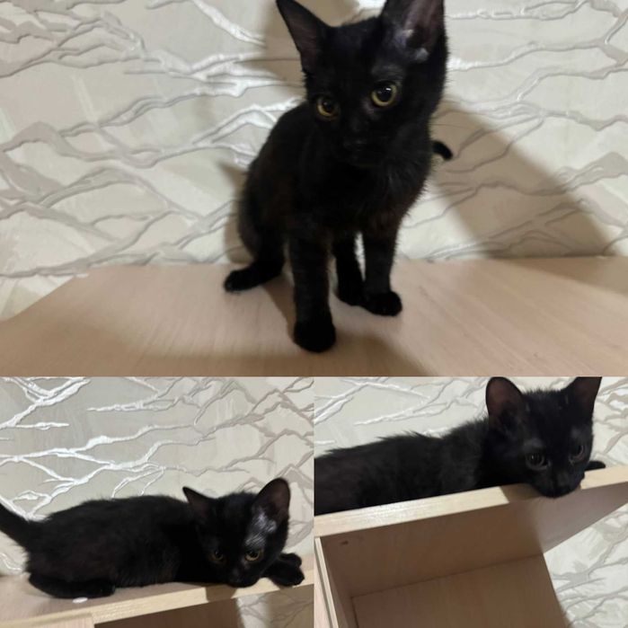 Котята в добрые руки.