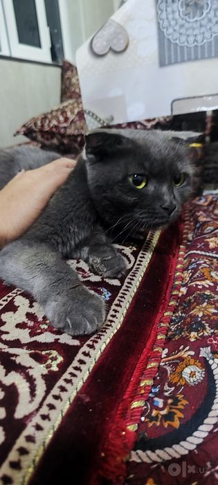 Mushuklar sotiladi