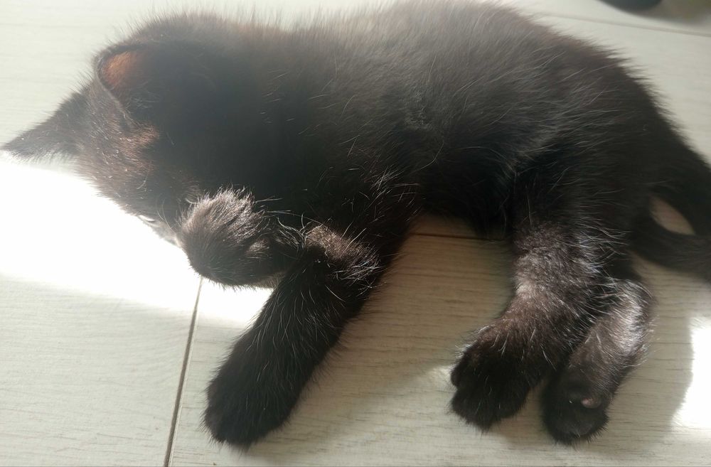 Отдадим передадим котят чёрненьких