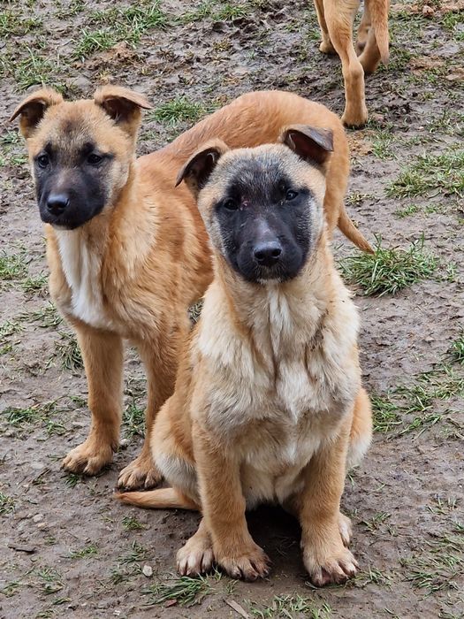 Donez cateluse Ciobanesc Belgian