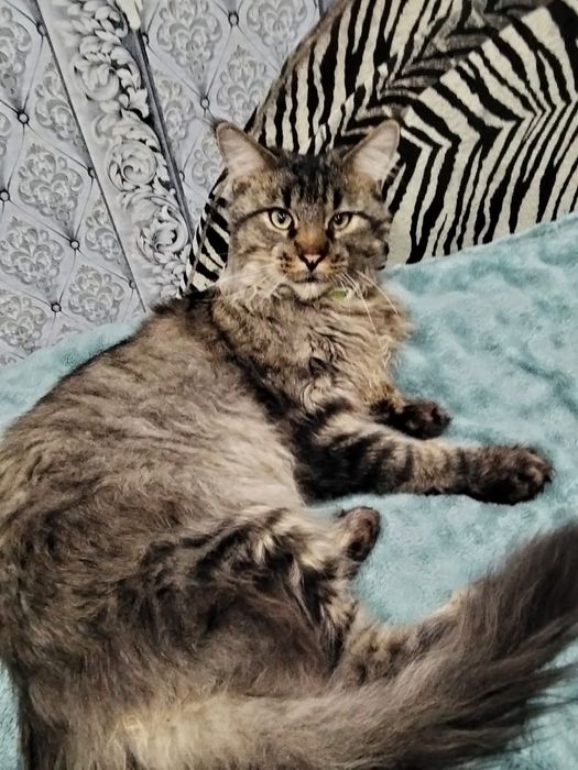Котёнок мейн-куна
