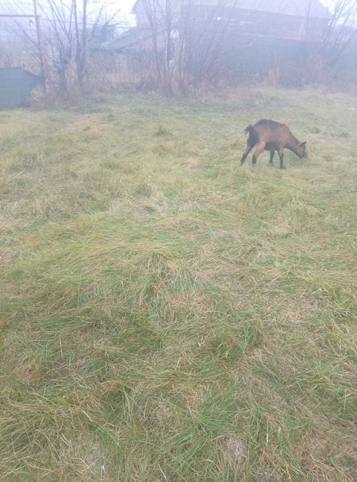 Capre de vânzare urgent