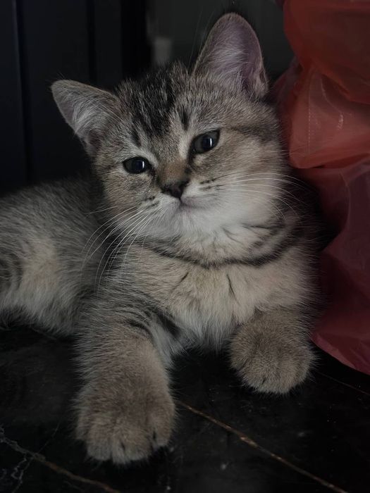 Skottish fold va skottish strayt mushuk bollari