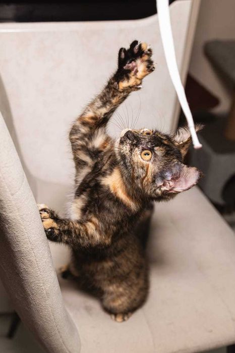 Котеночек в добрые руки!