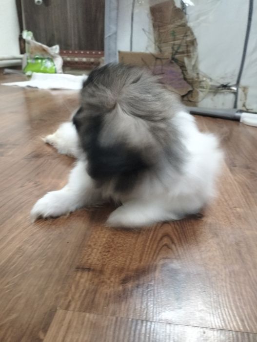 Продам щенков породы Пекинеса