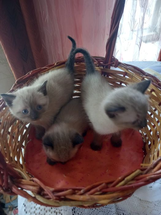 Отдам котят в добрые руки
