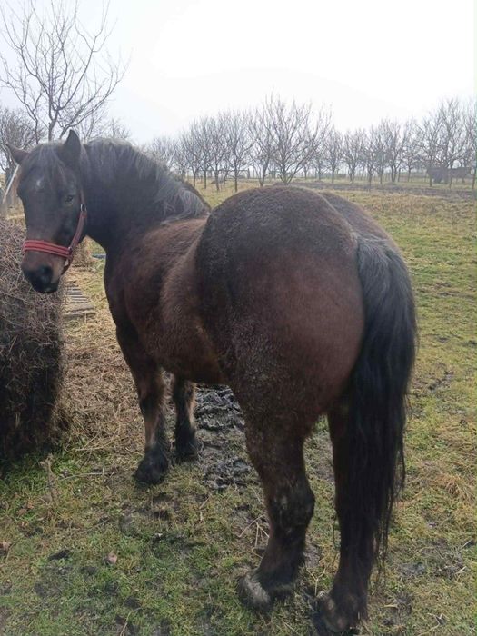 Vand cal bun din tote puncte