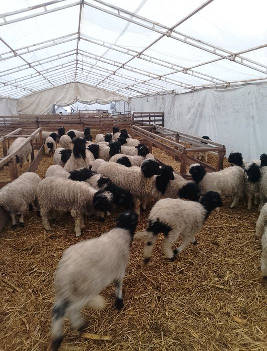 Mieii de vânzare grași ținuți Pe stabulație