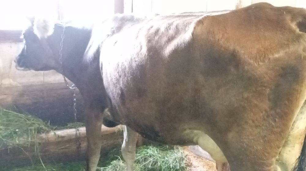Vând vacă tânără cu lapte bună de ținut