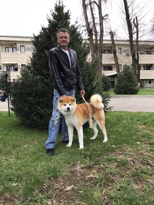 Акита Ину кобель для вязки