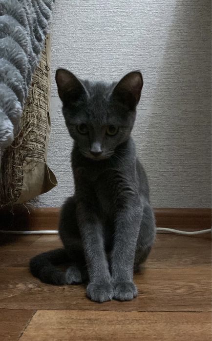 Отдам кошку в хорошие руки