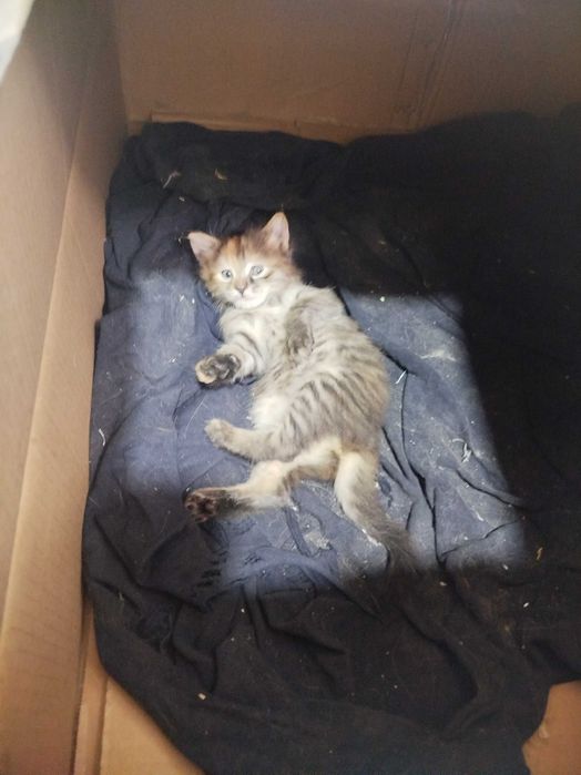 Котята хорошие отдам