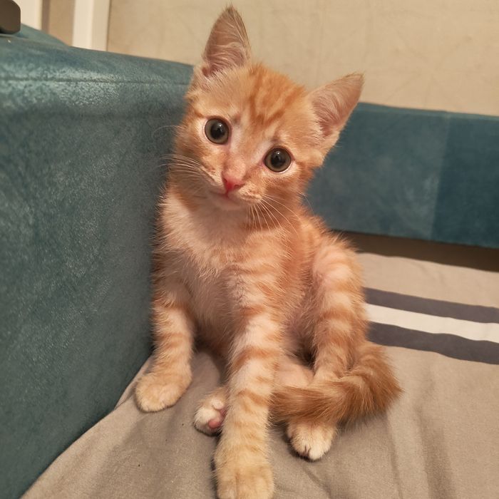 Котёнок 3 месяца