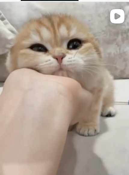 Шотландские котята с документами