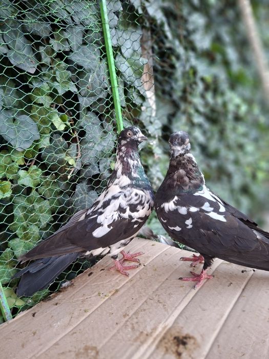 De vânzare Tipler Englez