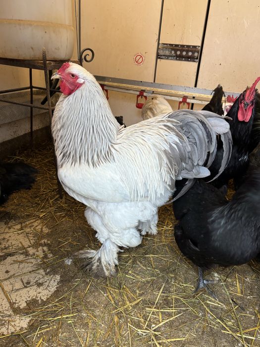 Cocos Brahma Herminat deschis Albastru