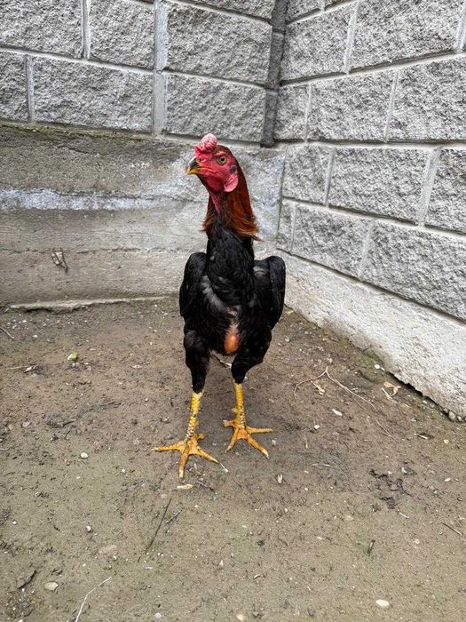 Бойцовый дакан петух