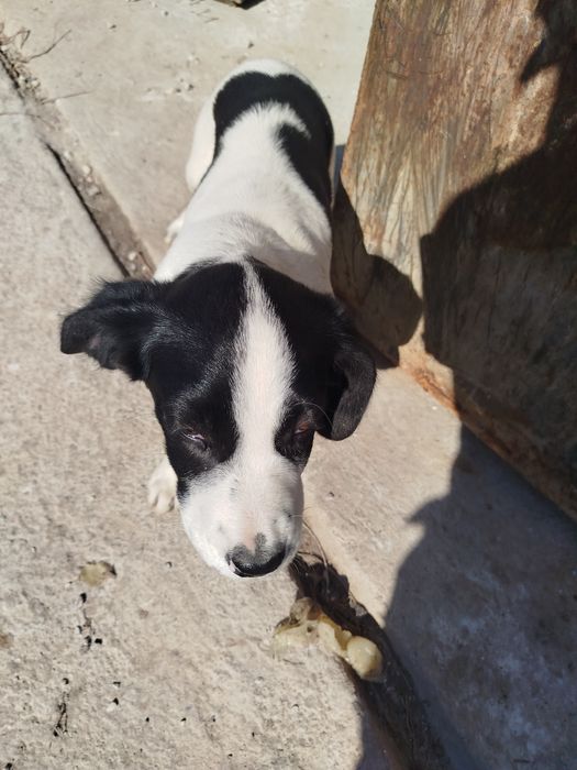 Бесплатно мехрибон кулларга