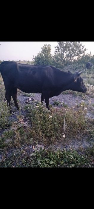 Продам телочки прошлого года