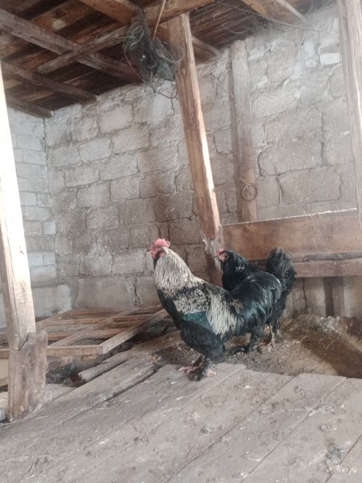 Әтеш Петухи БРАМА