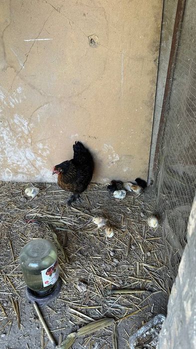 Tovuqla sotiladi tuxum qoyadi xammasi braklari yoq