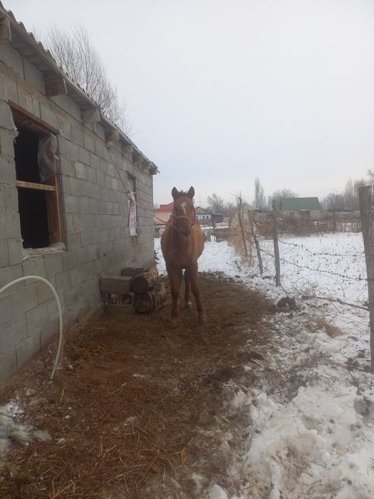 араб асыл тұқымды байтал