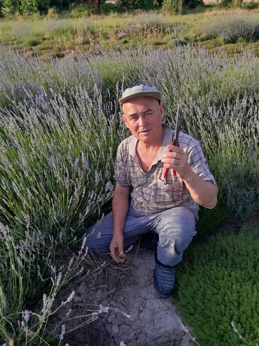 Многолетные вечнозеленные похучие лечебные полукустарники