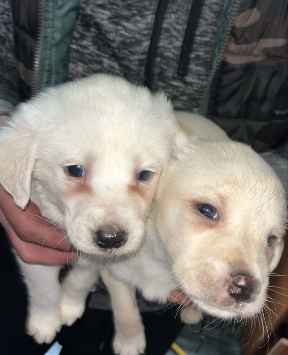 10 căței își caută familii iubitoare