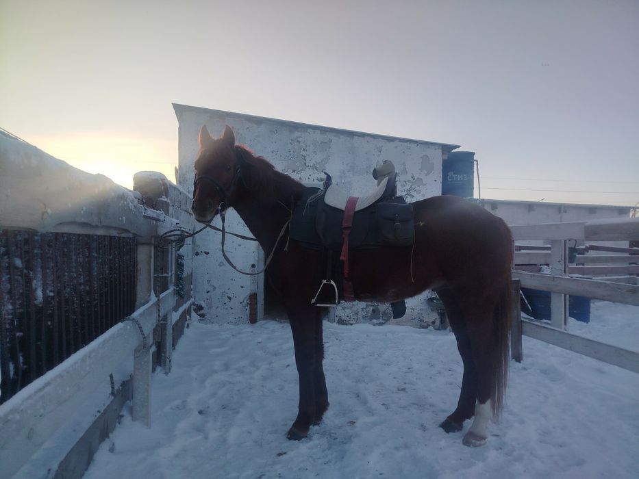 Продам племенного жеребца