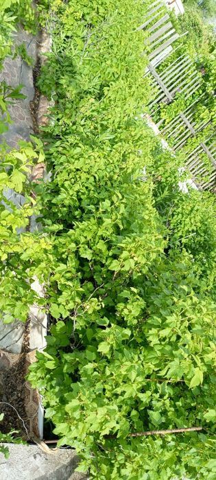 Продаю срочно дачу ДО МИЧУРИНЕЦ