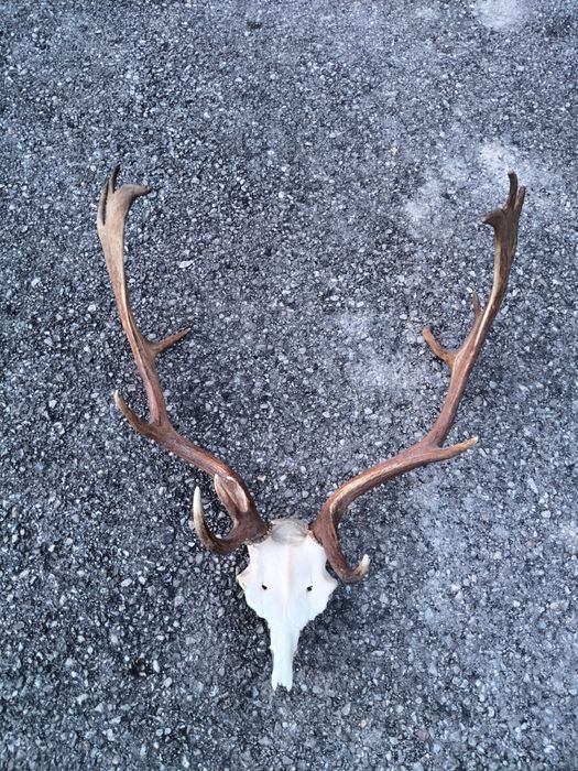 Trofeu coarne cerb