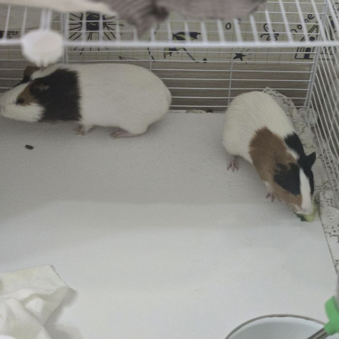 Морские свинки пара